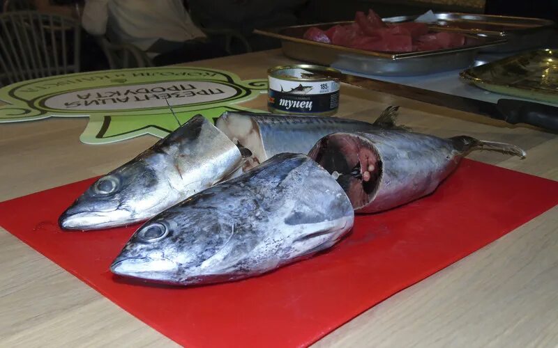 Канал тунца. Тунец блюфин. Тунец bluefin. Гигантский тунец блюфин. Тунец bluefin.