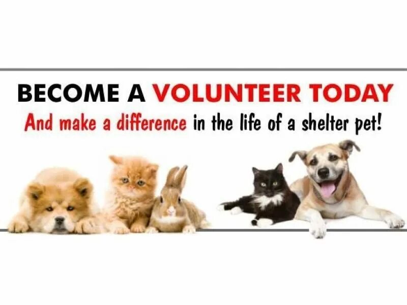 Volunteer at an animal Shelter. Pet and animal Welfare Organizations. The biggest Pet and animal Welfare Organizations. A Group of Volunteers at a Pet Shelter.. Animal shelter volunteer