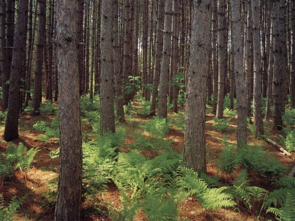 Луга хвойных лесов. Фитоценоз соснового Бора. Тайга Сосновый Бор. Сосновый лес фитоценоз. Мшистый сосняк.