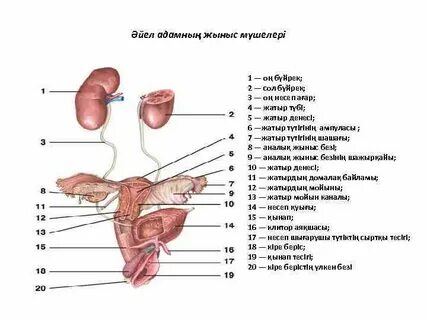 Жігітті қалың жұрт қатты қағып алады