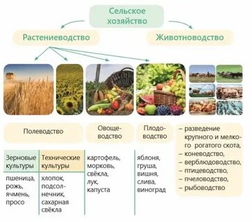 Количество отраслей сельского хозяйства