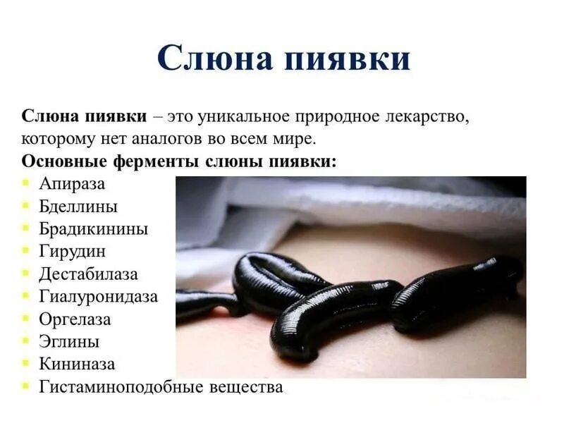 Показания пиявок для постановки пиявок. Пиявки медицинские постановка. Гирудотерапия показания и противопоказания. Гирудотерапия противопоказания. От каких болезней пиявки