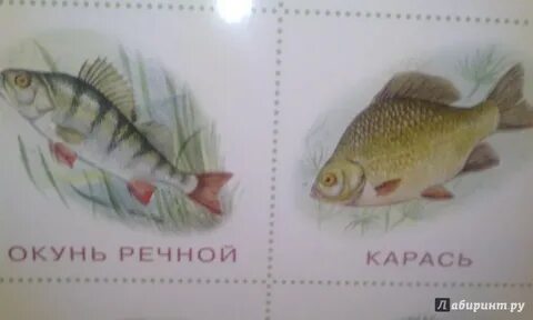 Рыба северянка 6 букв