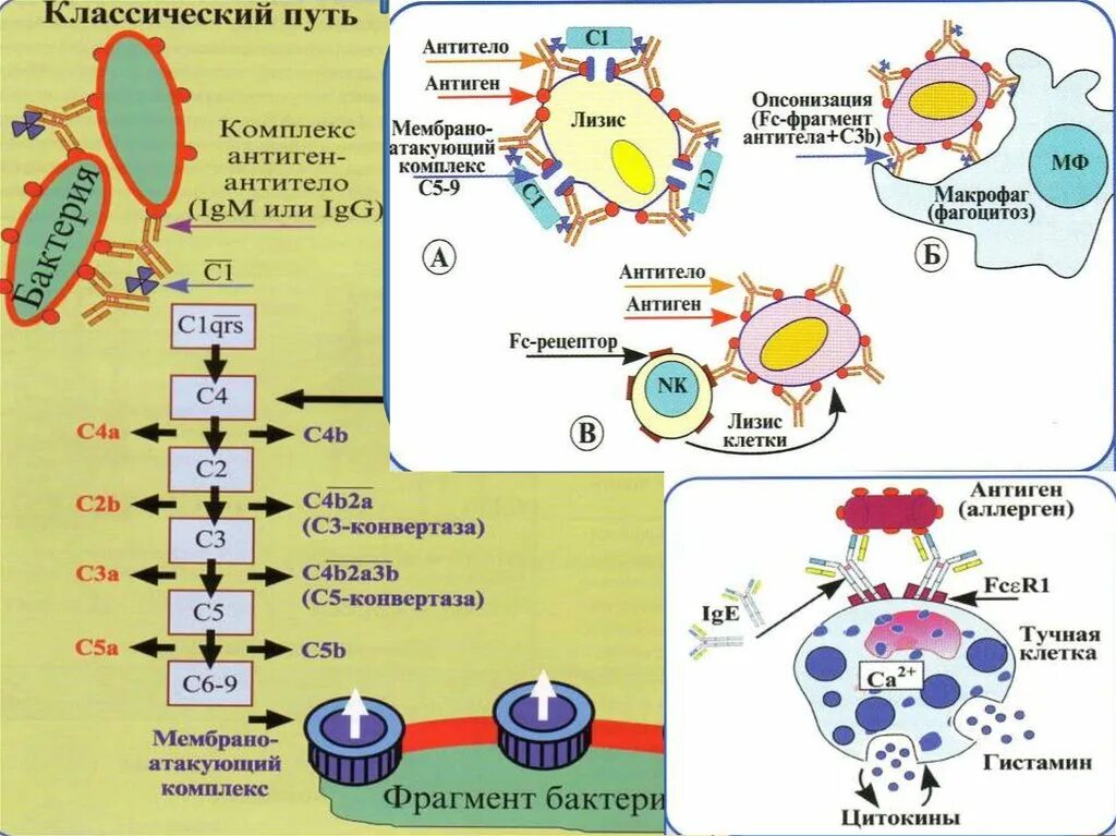 Антигены антитела иммунный ответ. Реакция формирования комплекса антиген антитело. Комплекс антиген антитело схема. Иммунный комплекс антиген антитело. Схема взаимодействия антиген-антитело.