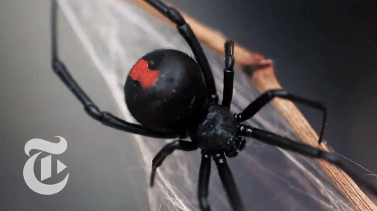 Виды вдов. Черная вдова паук. Каракурт -смертельно опасный паук. Redback Spider паук. Паук черная Кружевница.