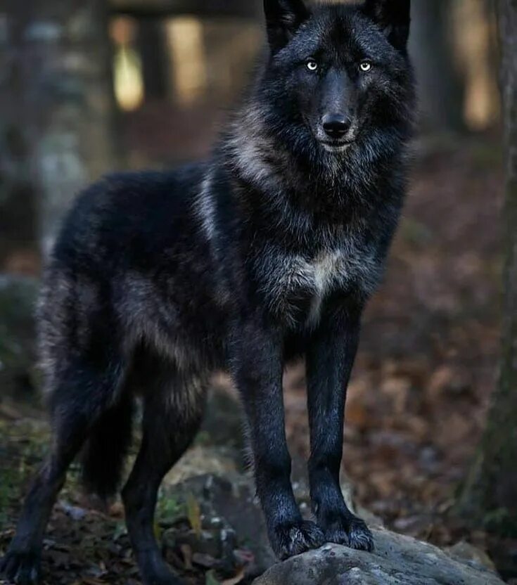 Photo by John E. Marriott Alpha wolf, Wolf photography, Wolf spirit animal