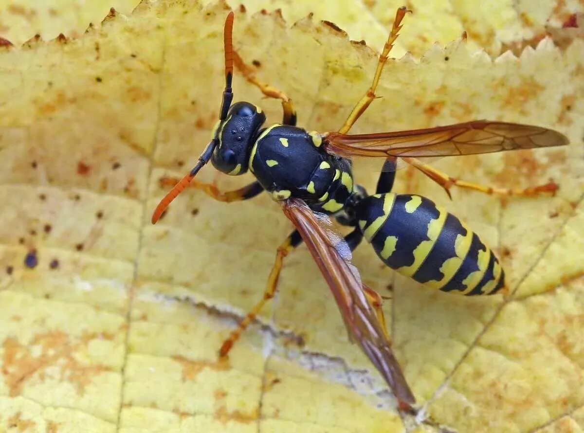 Сколько живут осы. Жалящие Перепончатокрылые. Wasp, Restyling. (Оса), метис. Оса к92. Wasp Оса.