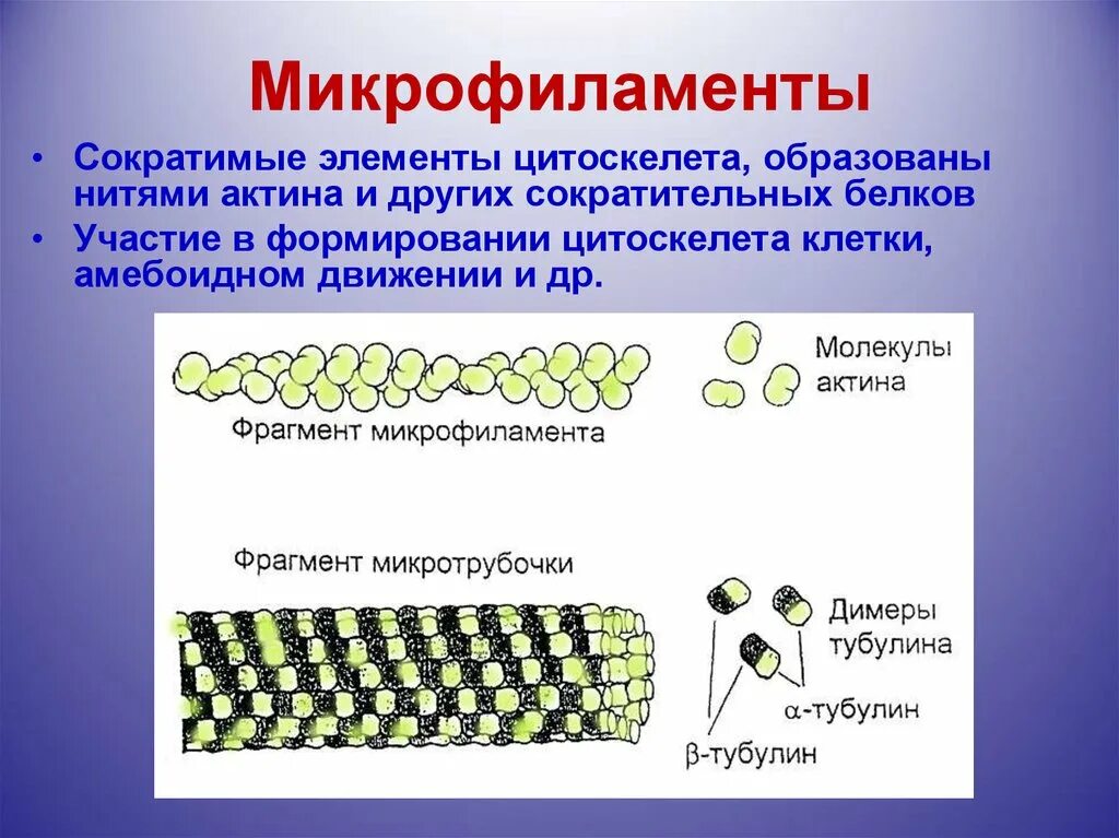 Цитоскелет микрофиламенты. Цитоскелет актиновые микрофиламенты. Микрофиламенты строение и функции. Цитоскелет микротрубочки промежуточные филаменты микрофиламенты. Цитоскелет клетки какой органоид