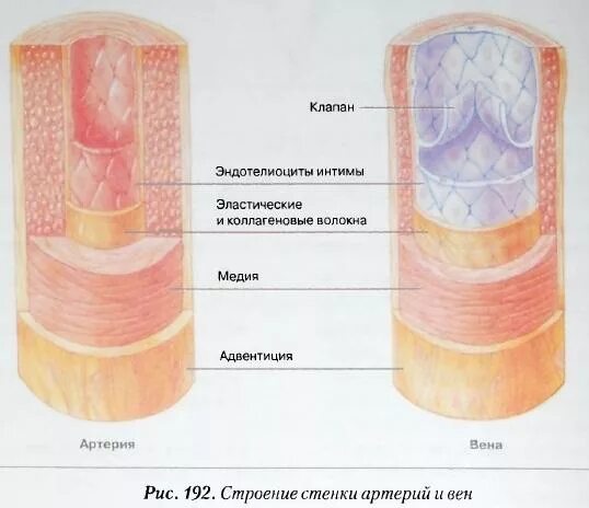 Оболочки стенки артерий. Строение оболочек сосудов. Строение стенки аорты. Строение оболочки вен и артерий. Воспаление внутренней оболочки вены латынь
