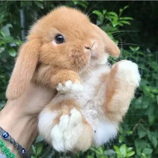 Cute baby bunnies, Cute little animals, Cute animals.