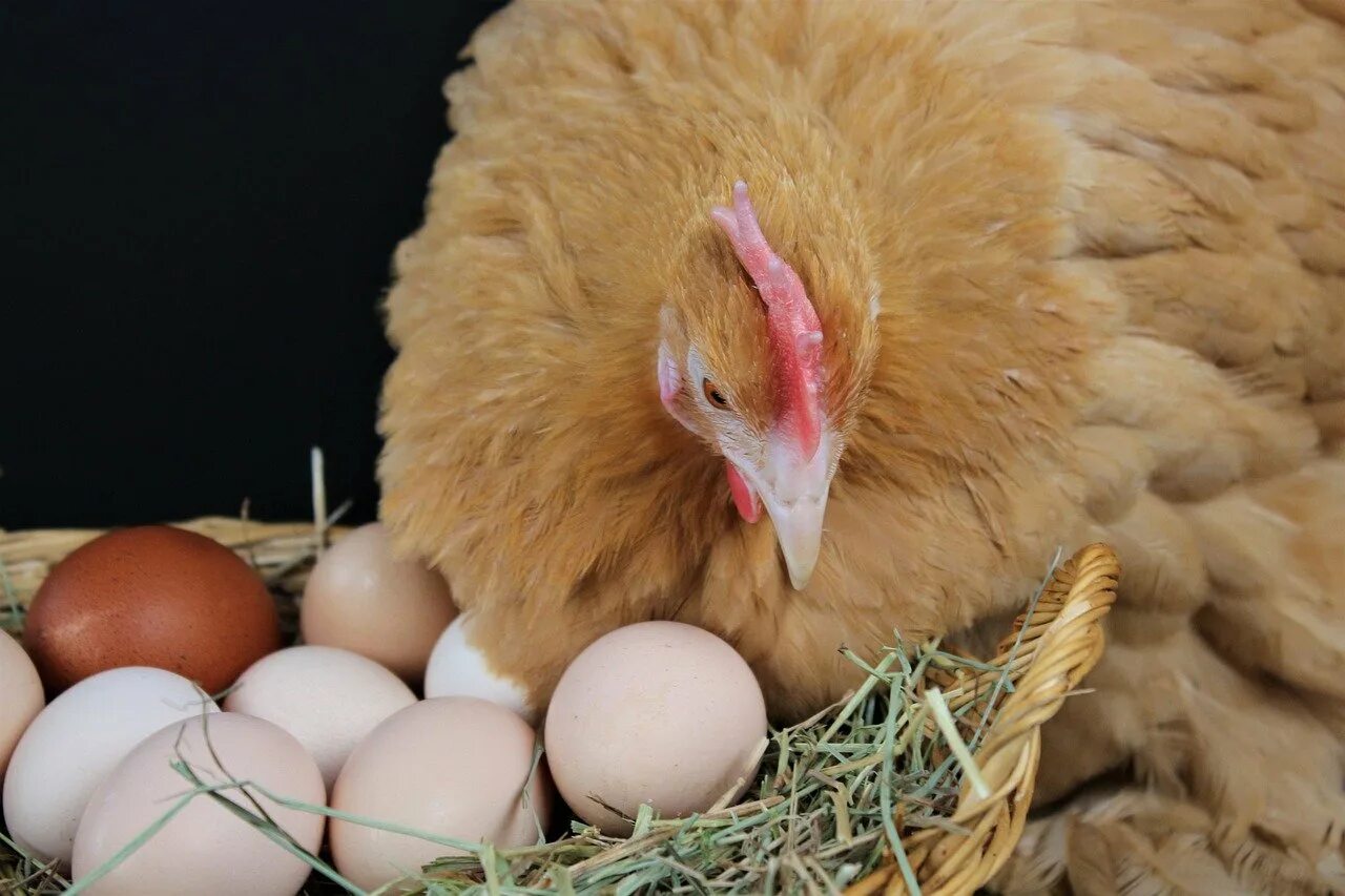 Яичные куры. Курица с яйцами. Куры наседки. Яйцо домашнее куриное.