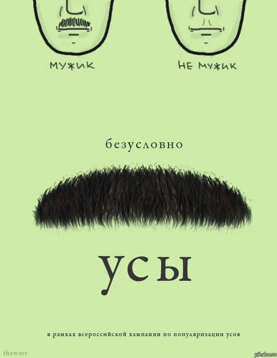 Функции усов у кошек. Что значат усы. Что значат усы. Усы длинные. Усы.