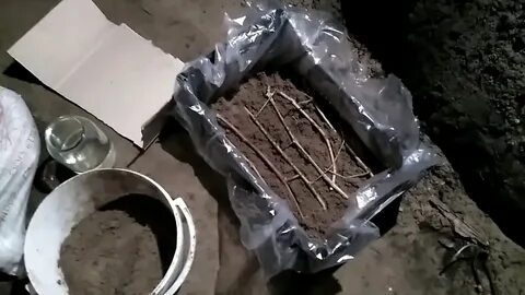 Хранение черенков винограда зимой в погребе
