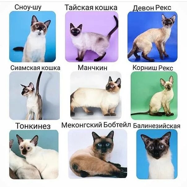 Чем отличается кот. Отличия тайской кошки от сиамской. сиамская и тайская кошка. сиамский кот и тайский кот отличие. сиамская и тайская кошка разница.