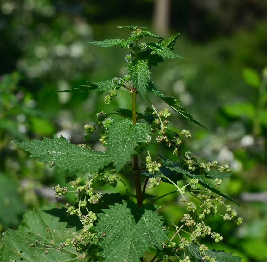 Крапива Киевская (Urtica Kioviensis). Крапива двудомное растение. Крапива двудомная (Urtica dioica). Крапива двудомная крапива коноплевая. Маленькая крапива