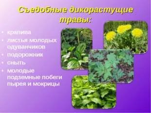 Какие растения используют в пищу животные. Съедобные дикорастущие растения. пищевые дикорастущие растения. съедобные дикорастущие травы. дикорастущие лекарственные растения.