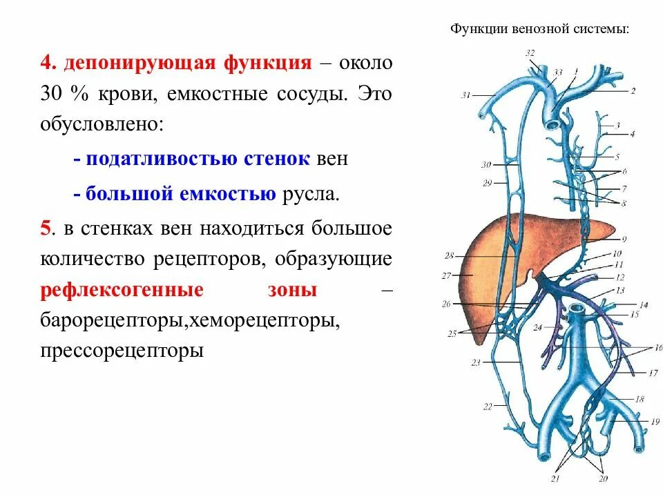 Отделы венозной системы. Схема строения венозной системы человека. строение вены анатомия. венозная система анатомия схема. венозная система строение и функции.
