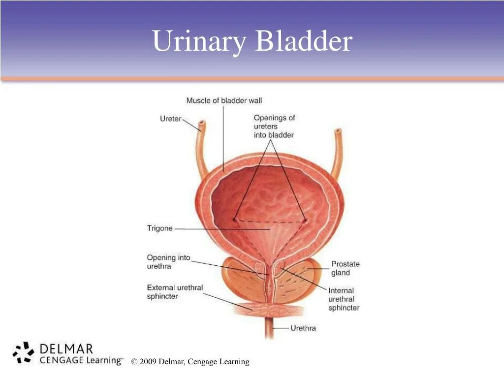 Мочевой пузырь. Мочевой пузырь анатомия расположение. Urinary bladder. Функции мочевого пузыря.