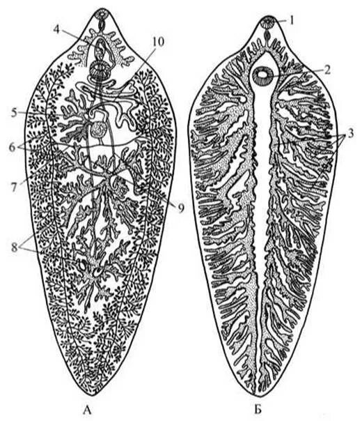 Пищеварительная система печеночного сосальщика. Печеночный сосальщик строение половая система. Печеночный сосальщик строение. Марита печеночного сосальщика строение.