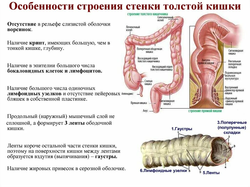 Характеристика тонкой кишки