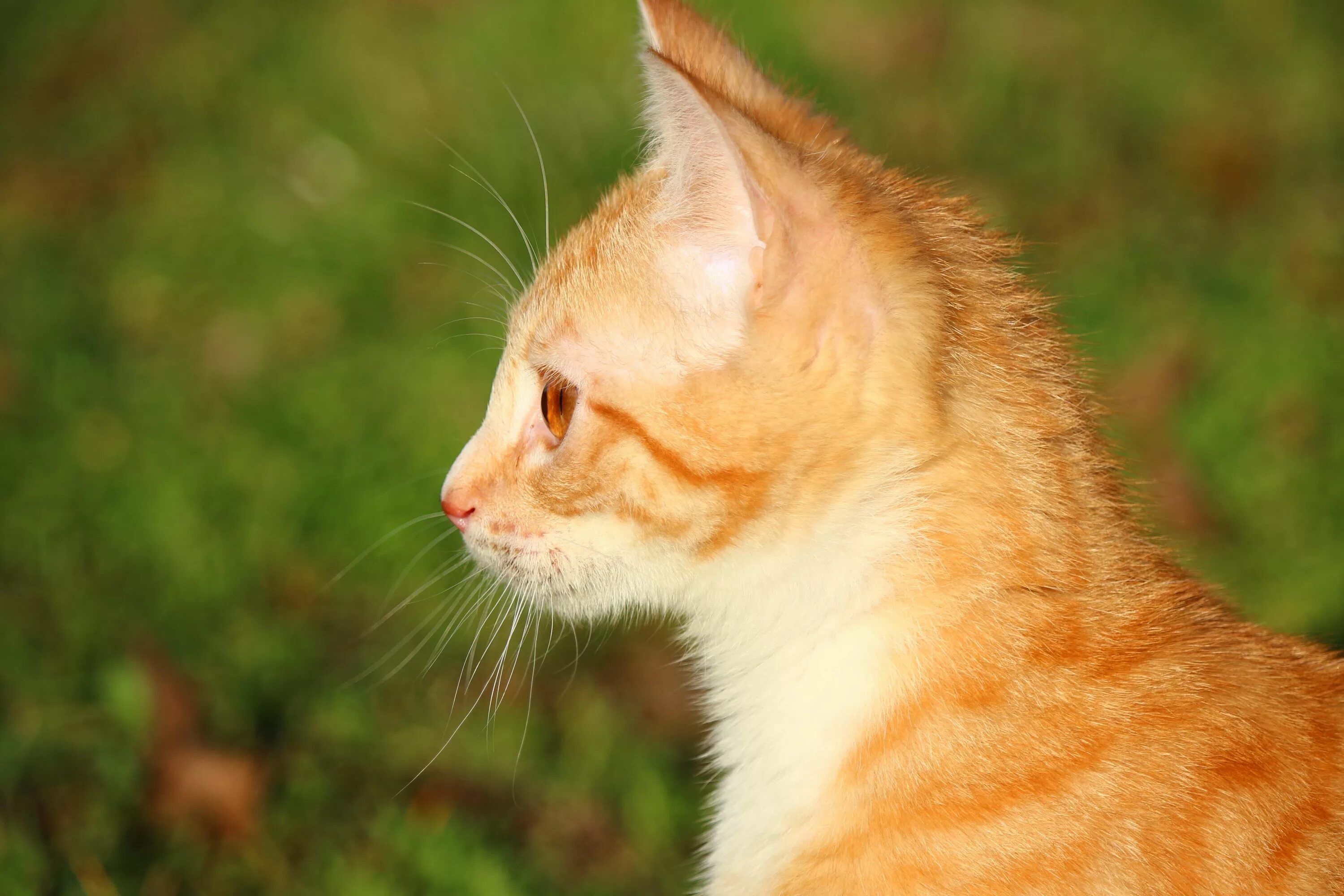 Макрелевый табби рыжий. Tabby Cat рыжий. Табби кошка рыжая. Рыжий полосатый кот. Кошечка желтая
