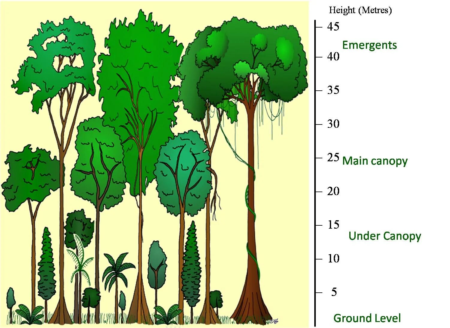 Ярусность тропического леса. Экваториальные леса уровни. Ярусы гилей. Ярусы тропического леса схема. Ярусы экваториального леса.