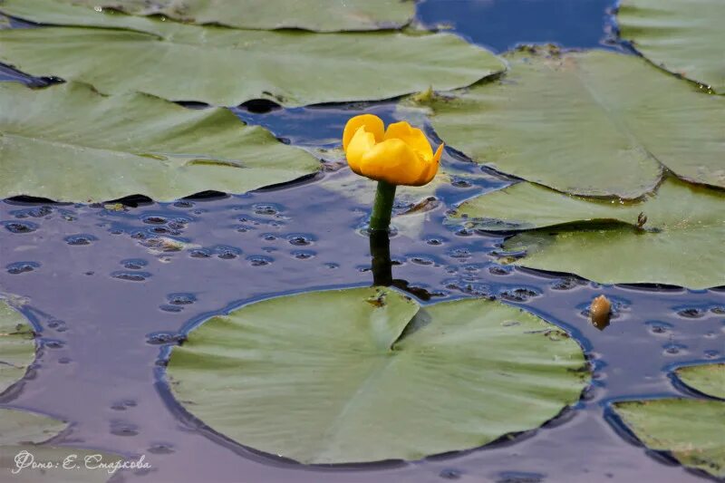 Кубышка жёлтая. Кубышка малая Nuphar pumila (Timm). Кубышка желтая большая Кокшага. Кубышка желтая Марий Эл. 2 кубышки