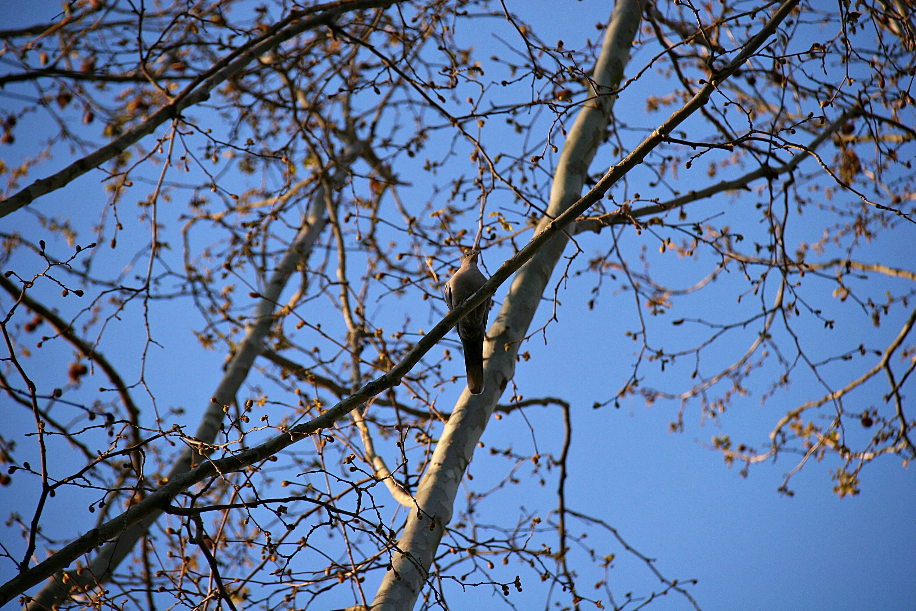 Птицы дерево начинающему. Весеннее дерево. Птицы на деревьях весной. Деревья ранней весной. Птицы на дереве.