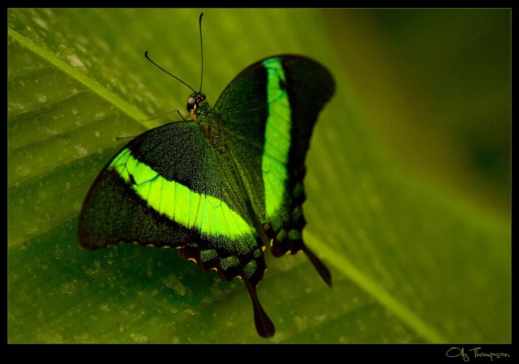 зеленый мотылек. большая бабочка. бабочка зеленая пяденица. пяденица парусниковая. бабочка парусник коцебу.