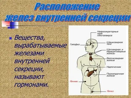 Внутренней секреции 6 букв
