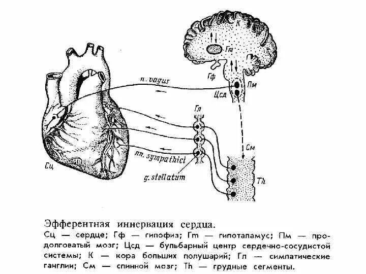 Схема рефлекторной регуляции деятельности сердца. Рефлекторная регуляция сердечной деятельности физиология. Схема рефлекторной дуги симпатического рефлекса. Схема регуляции сердечной деятельности.