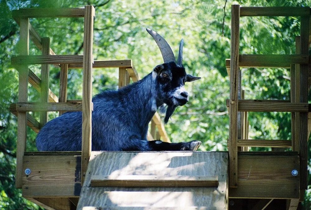 Символ города самара. Львы на гербах государств. Герб самарской губернии. Символ самары коза. Герб австралийского союза.