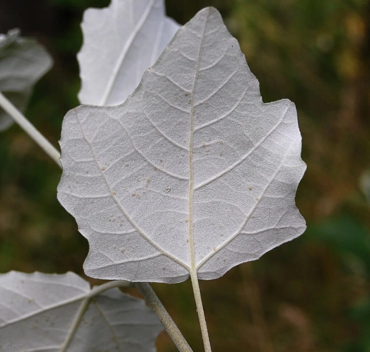 Populus alba тополь белый листья. Populus alba тополь белый. Тополь свердловский серебристый пирамидальный. Populus alba тополь белый серебристый. Тополь белый (populus alba l.