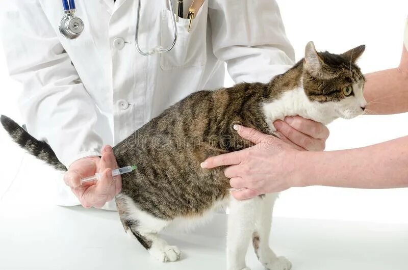 Где сделать бесплатную прививку кошкам. Укол внутримышечно Кош. Внутримышечный укол коту. Инъекции кошке внутримышечно.