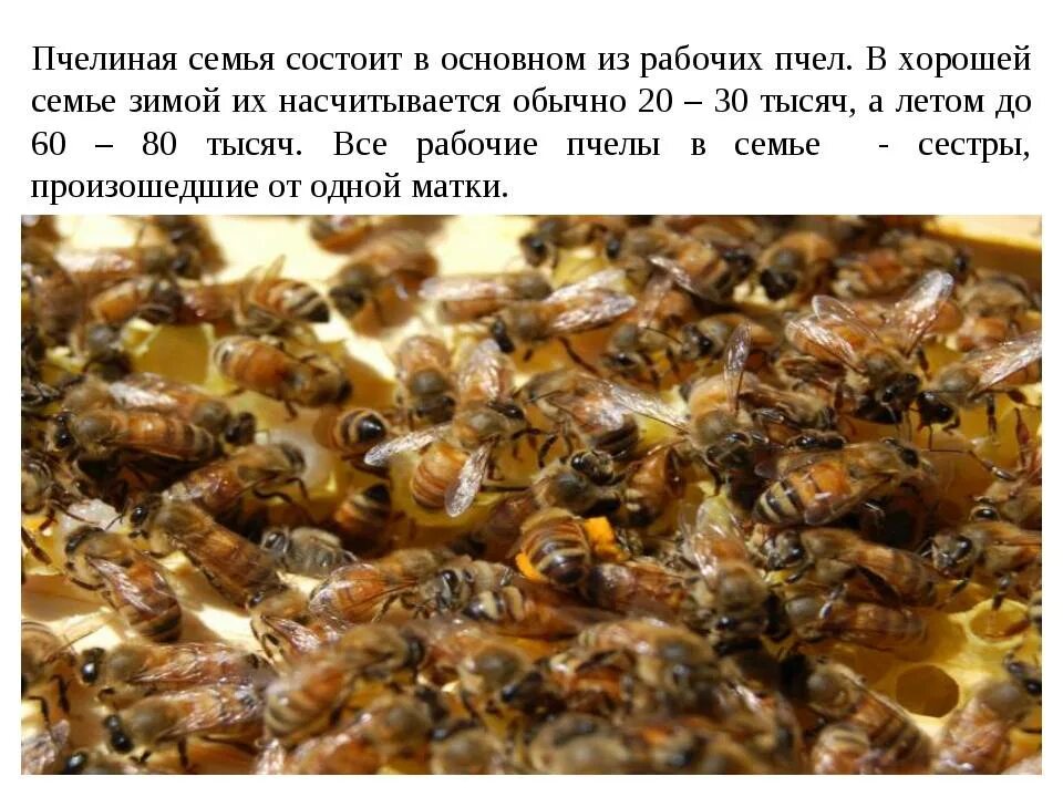 Сколько пчелы дают. Пчелиная семья. Матка в пчелиной семье. Строение пчелиной семьи. Жизнь пчел.