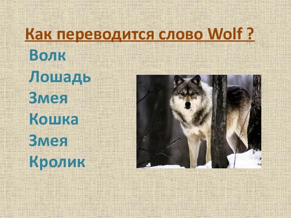 Голодный как волк. Как переводится волк. Голодный как волк на английском. Волкособ грей. Волк.