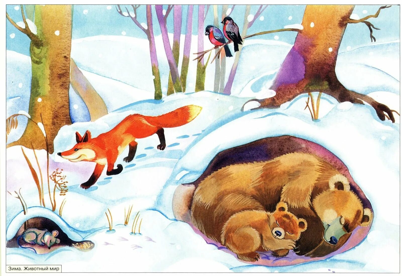 Зимние животные. Зима для детей в детском саду. Зима в лесу для дошкольников. Зима иллюстрация. Перед наступлением зимы некоторые животные