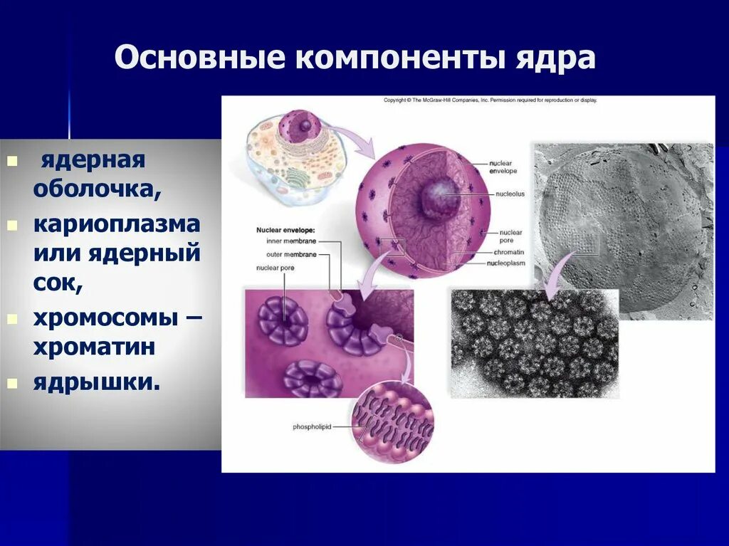 Основные компоненты ядра. Основные составляющие ядра. Основные структурные элементы ядра. Главным структурным компонентом ядра.