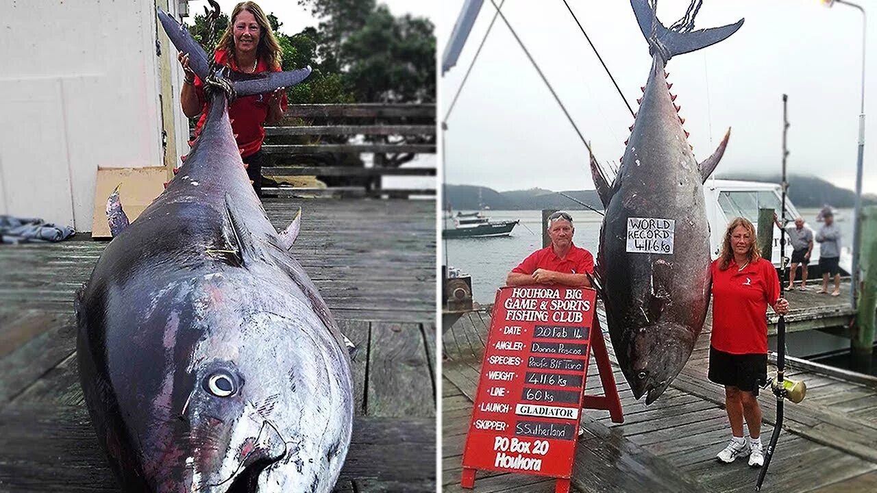 Рыба 5 метров. Гигантский тунец весом 411.6. Тунец 600 кг. Самый большой голубой тунец в мире.