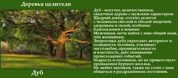 Деревья доноры. Сила деревьев и энергия. Деревья целители. Деревья лекари. Энергия от деревьев.