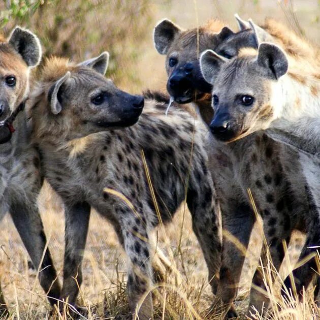 Стая гиен. Пятнистая гиена. Стая гиен. 4 гиены. Стая гиен.