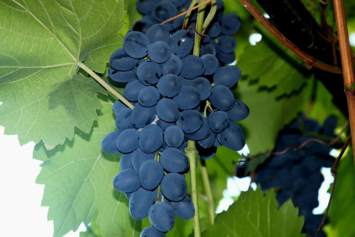 Виноград маленькие ягоды. Сорт винограда Молдова. Молдавский виноград Молдова. Столовый виноград Молдова. Молодова сорт винограда.