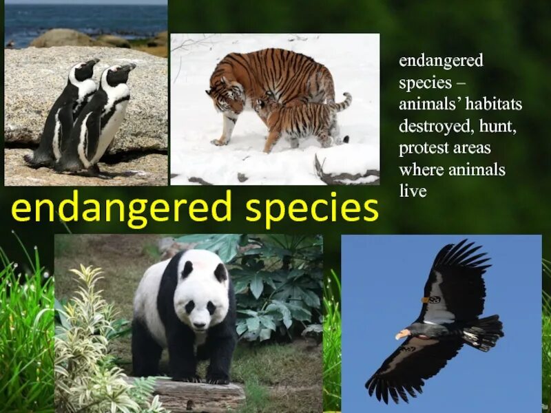 Animal Habitats. The problem of endangered species. Проект по английскому языку 9 класс на тему Rescue endangered animals. Брошюра на английском языке 1. “endangered animals”.