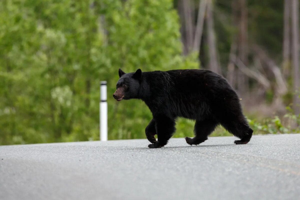 Bears walk