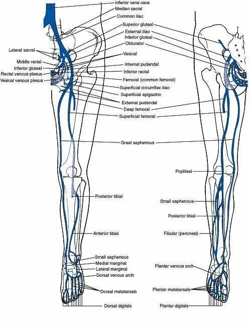 Vena saphena. Вена сафена Магна. Вены нижних конечностей анатомия Вена сафена Магна. Вена сафена Магна топографическая анатомия.