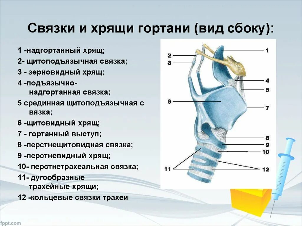 Хрящевые связки гортани. Гортань сбоку строение анатомия. Строение гортани, хрящи гортани. Голосовые связки.. Суставы гортани анатомия функции.