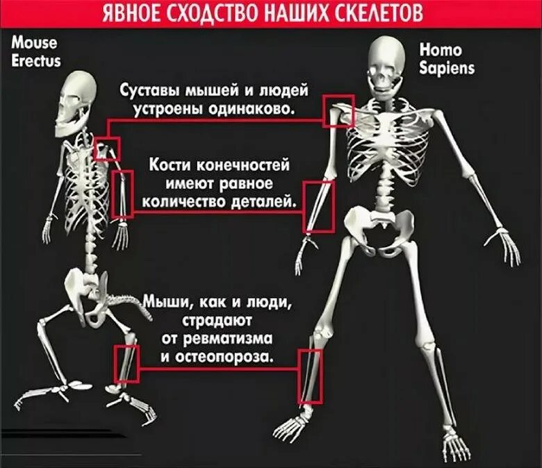 Отличия скелет человека. Мышиный скелет. Скелеты человека и млекопитающих животных. Сходство человека и собаки скелет.