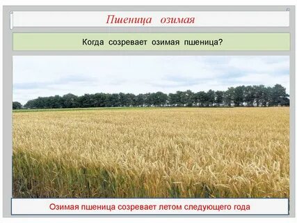 При какой температуре растет пшеница