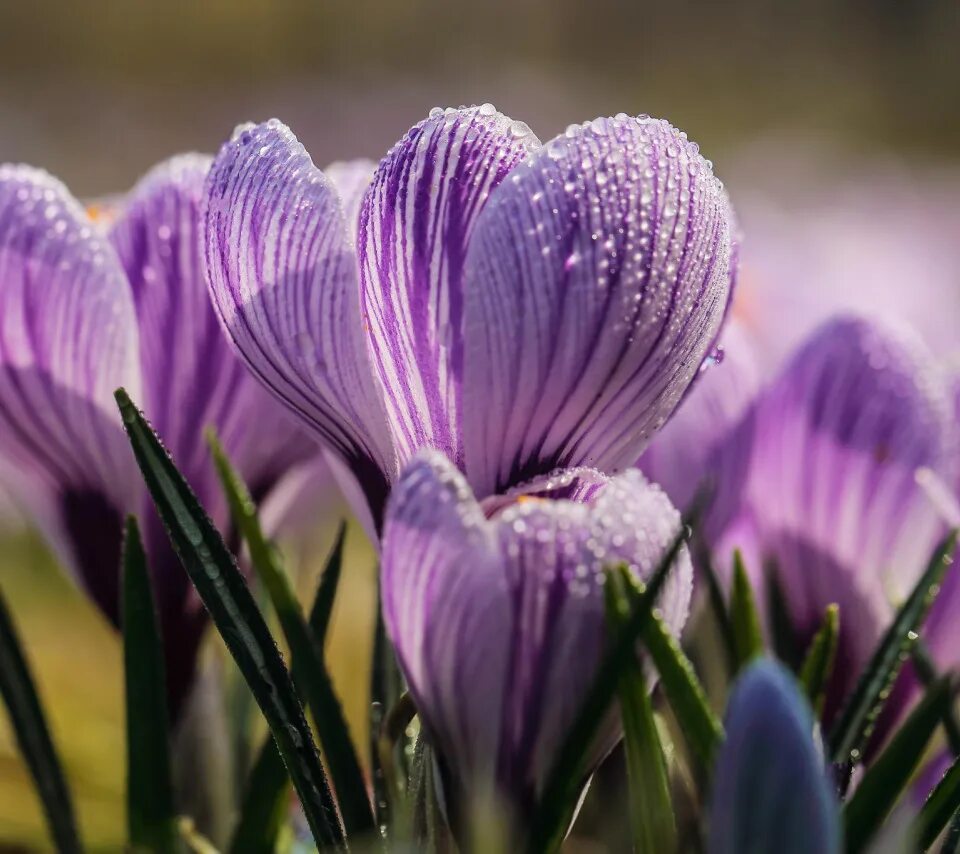 Drop flowers. Пролески, подснежники, крокусы. Крокус весенний фиолетовый. Крокус цветок фиолетовый. Лавандовый Крокус.