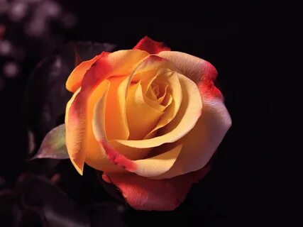 Beautiful rose